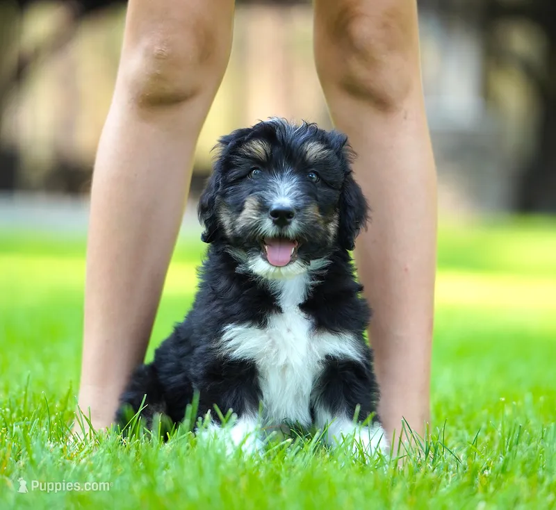 Murphy – Aussiedoodle puppy for sale in Spokane, WA