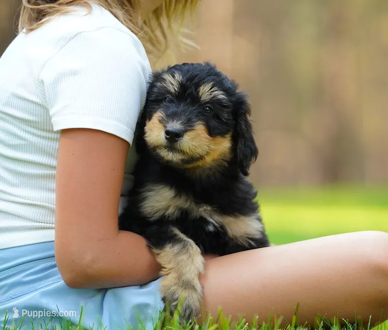 Teddy – Aussiedoodle puppy for sale in Spokane, WA