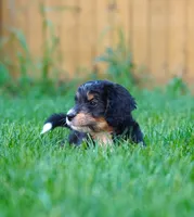 Female, a female Aussiedoodle for sale in Spokane, WA – 3 of 3