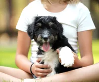 Murphy, a male Aussiedoodle for sale in Spokane, WA – 3 of 5