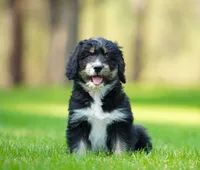 Koda, a male Aussiedoodle for sale in Spokane, WA – 3 of 5