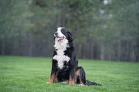 Ava, a female Bernese Mountain Dog for sale in Spokane, WA – 2 of 2
