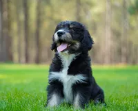 Koda, a male Aussiedoodle for sale in Spokane, WA – 5 of 5