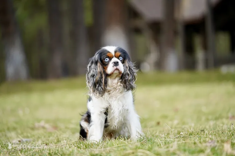 Sammy – Cavalier King Charles Spaniel puppy for sale in Spokane, WA