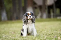 Sammy, a male Cavalier King Charles Spaniel for sale in Spokane, WA – 1 of 1