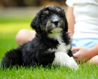 Murphy, a male Aussiedoodle for sale in Spokane, WA – 5 of 5