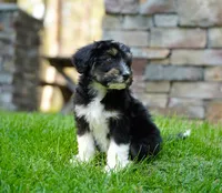 Murphy, a male Aussiedoodle for sale in Spokane, WA – 2 of 5