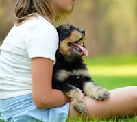 Teddy, a male Aussiedoodle for sale in Spokane, WA – 4 of 5