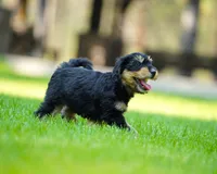 Teddy, a male Aussiedoodle for sale in Spokane, WA – 2 of 5