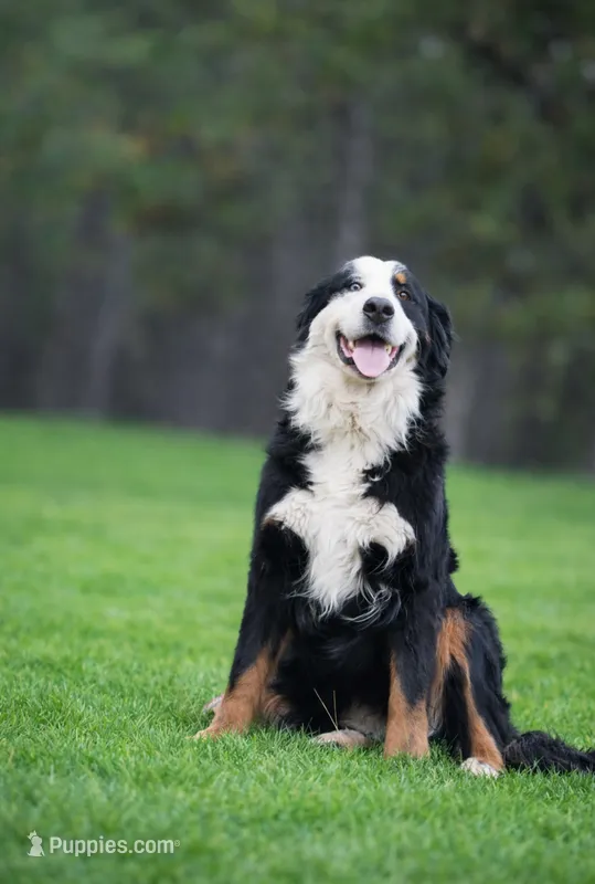 Ava – Bernese Mountain Dog puppy for sale in Spokane, WA