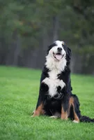 Ava, a female Bernese Mountain Dog for sale in Spokane, WA – 1 of 2