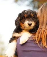 Female, a female Aussiedoodle for sale in Spokane, WA – 1 of 3