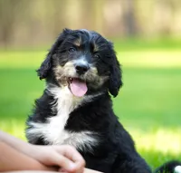 Koda, a male Aussiedoodle for sale in Spokane, WA – 1 of 5