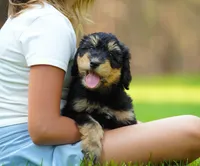 Teddy, a male Aussiedoodle for sale in Spokane, WA – 5 of 5