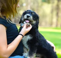 Koda, a male Aussiedoodle for sale in Spokane, WA – 2 of 5