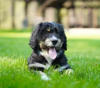 Koda, a male Aussiedoodle for sale in Spokane, WA – 4 of 5