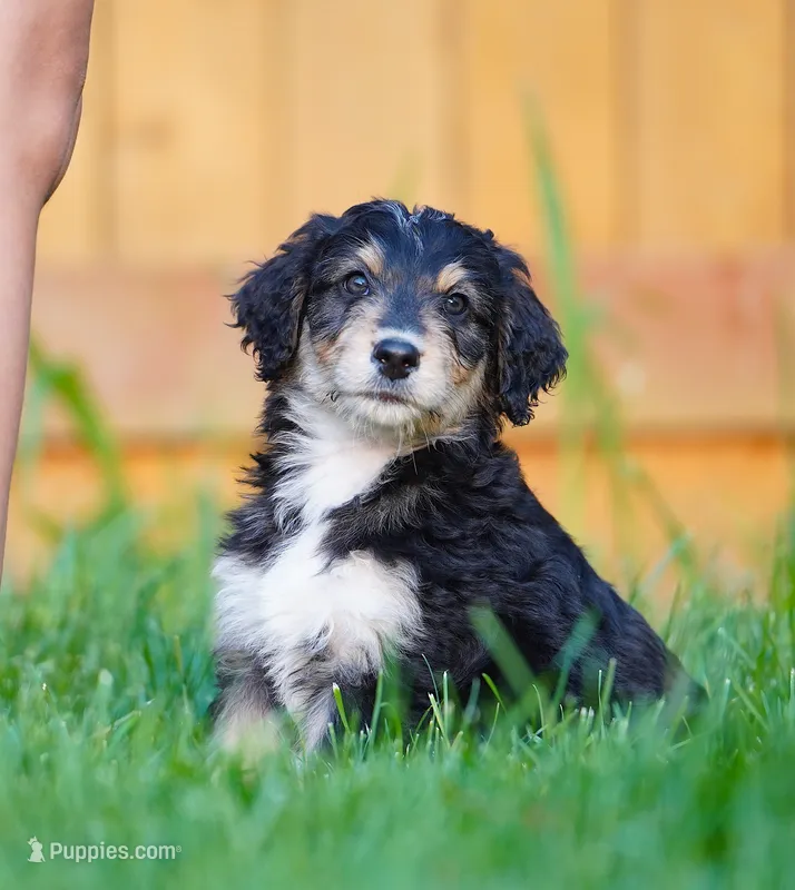 Male – Aussiedoodle puppy for sale in Spokane, WA