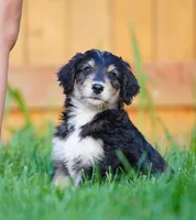 Male, a male Aussiedoodle for sale in Spokane, WA – 1 of 3