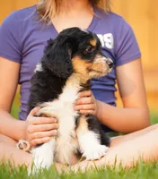 Female, a female Aussiedoodle for sale in Spokane, WA – 2 of 3