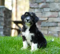 Murphy, a male Aussiedoodle for sale in Spokane, WA – 4 of 5