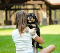 Teddy, a male Aussiedoodle for sale in Spokane, WA – 3 of 5