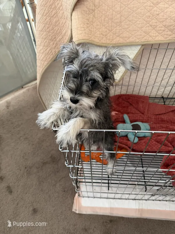 Brittany – Miniature Schnauzer puppy for sale in Riverside, CA