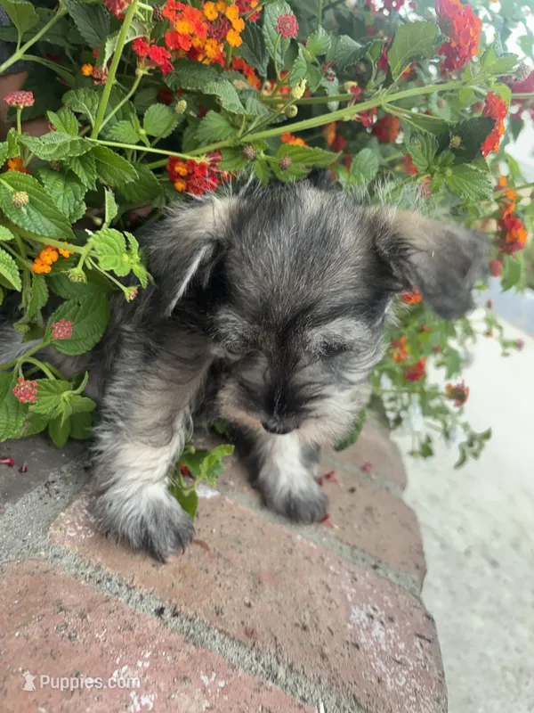 Brittany – Miniature Schnauzer puppy for sale in Riverside, CA