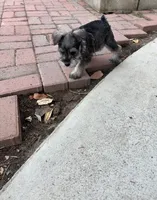 Brittany, a female Miniature Schnauzer for sale in Riverside, CA – Photo 3 of 5