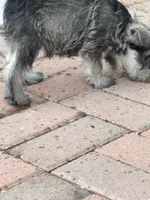 Brittany, a female Miniature Schnauzer for sale in Riverside, CA – Photo 5 of 5