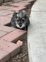 Brittany, a female Miniature Schnauzer for sale in Riverside, CA – Photo 2 of 5
