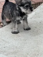 Brittany, a female Miniature Schnauzer for sale in Riverside, CA – Photo 4 of 5