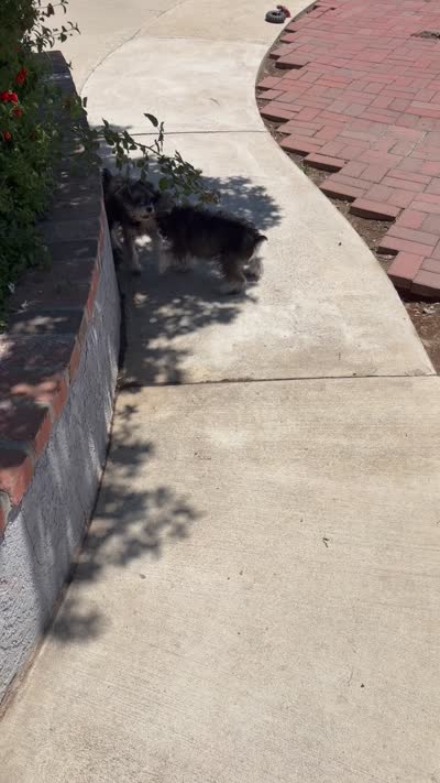 Brittany, a female Miniature Schnauzer for sale in Riverside, CA – 6 of 6