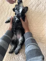 Alvin, a male Miniature Schnauzer for sale in Riverside, CA – Photo 9 of 9