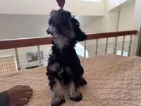 Alvin, a male Miniature Schnauzer for sale in Riverside, CA – Photo 3 of 9