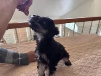 Alvin, a male Miniature Schnauzer for sale in Riverside, CA – Photo 4 of 9