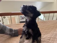 Alvin, a male Miniature Schnauzer for sale in Riverside, CA – Photo 5 of 9