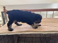 Alvin, a male Miniature Schnauzer for sale in Riverside, CA – Photo 7 of 9