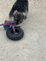 Jeannette , a female Miniature Schnauzer for sale in Riverside, CA – Photo 3 of 6