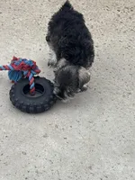 Jeannette , a female Miniature Schnauzer for sale in Riverside, CA – Photo 6 of 6