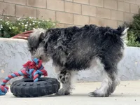 Jeannette , a female Miniature Schnauzer for sale in Riverside, CA – Photo 2 of 6