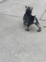 Jeannette , a female Miniature Schnauzer for sale in Riverside, CA – Photo 5 of 6