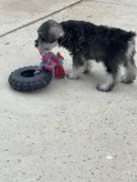 Jeannette , a female Miniature Schnauzer for sale in Riverside, CA – Photo 4 of 6