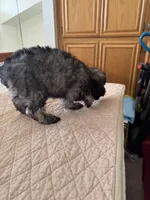 Theodore , a male Miniature Schnauzer for sale in Riverside, CA – Photo 4 of 7