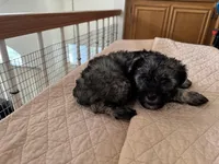 Theodore , a male Miniature Schnauzer for sale in Riverside, CA – Photo 5 of 7