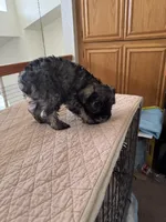 Theodore , a male Miniature Schnauzer for sale in Riverside, CA – Photo 3 of 7