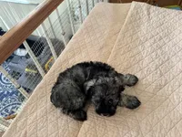 Theodore , a male Miniature Schnauzer for sale in Riverside, CA – Photo 7 of 7