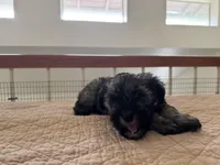 Theodore , a male Miniature Schnauzer for sale in Riverside, CA – Photo 2 of 7