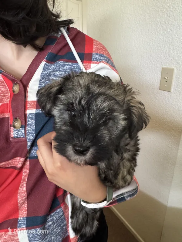 Theodore  – Miniature Schnauzer puppy for sale in Riverside, CA