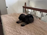 Theodore , a male Miniature Schnauzer for sale in Riverside, CA – Photo 6 of 7