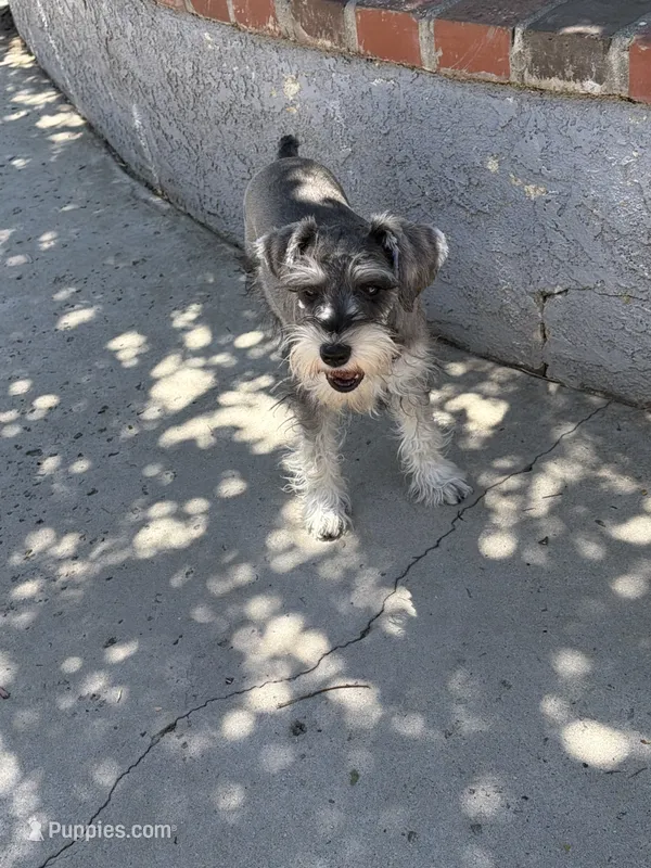Jeannette  – Miniature Schnauzer puppy for sale in Riverside, CA